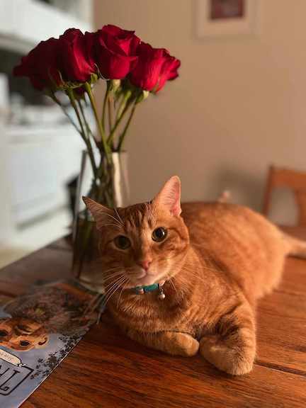 a photo of my cat